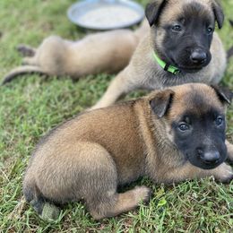 xDutch Shepherd Puppies from Crystal Coast K9 MHC