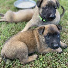 xDutch Shepherd Puppies from Crystal Coast K9 MHC