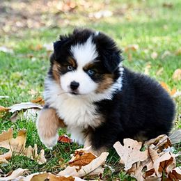 Boy 1, Woody - Black tri male Toy Australian Shepherd puppy in Bristow, Iowa from Pine Ridge Toy Aussies