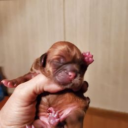Shih Tzus and Yorkshire Terriers from Dakota's lil Fur Babies