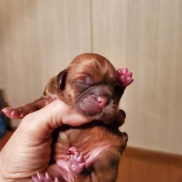 Shih Tzus and Yorkshire Terriers from Dakota's lil Fur Babies