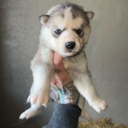 Boy 4 - Sable and white male Siberian Husky puppy in Iron River, Wisconsin from Wiemeri Siberians