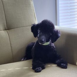 Leonardo - Black male Poodle puppy in Saint Cloud, Florida from Rising Star Kennels