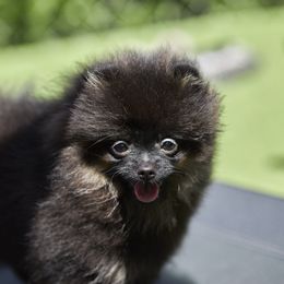 Pomeranian Puppies from Abbapoola Poms