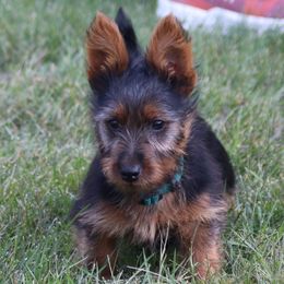 Boy 3 - Blue and tan male Australian Terrier puppy in Waupaca, Wisconsin from ZoeZoo Australian Terriers