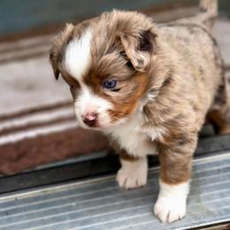 OLIVE - Red merle female Toy Australian Shepherd puppy in Viking, Minnesota from Son Shine Farm