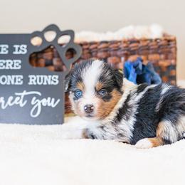 Ursula - Blue merle female Miniature Australian Shepherd puppy in Buna, Texas from R & C Kennels