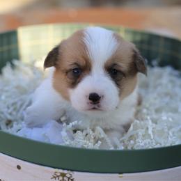 Lilac - Red female Pembroke Welsh Corgi puppy in Butte Meadows, California from Julia's Pembroke Welsh Corgis