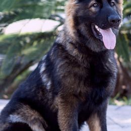 German Shepherds from Rosado's German Shepherd Puppies