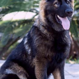 German Shepherds from Rosado's German Shepherd Puppies