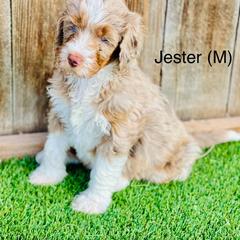 Assorted Doodle Crosses, Aussiedoodle, Australian Mountain Doodle, and Bernedoodle Puppies from North 40 Doodles