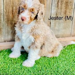 Assorted Doodle Crosses, Aussiedoodle, Australian Mountain Doodle, and Bernedoodle Puppies from North 40 Doodles