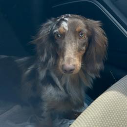 SASCHA - Dachshund