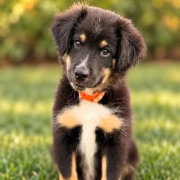 Orange - Black tri male Miniature Australian Shepherd puppy in 32046, Florida from River Hill Ranch