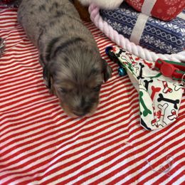 Blue - Dapple male Dachshund puppy in Pleasant Plains, Arkansas from JGBs Dachshunds