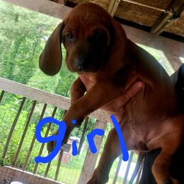 Redbone Coonhound Puppies from Silver Creek Redbones