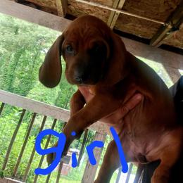 Redbone Coonhound Puppies from Silver Creek Redbones