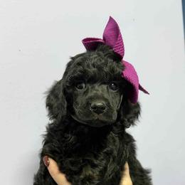Purple Girl - Phantom female Poodle puppy in Edgerton, Wisconsin from ERSA Acres Golden Retrievers...limited registration only offered, AKC Moyen and Miniature Poodles