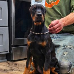 Ivanka - Black and rust female Doberman Pinscher puppy in China Township, Michigan from Snell's Superior Kennel Dobermann & GSP