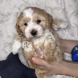 Mo - Cream male Maltipoo puppy in West Jordan, Utah from Mid Sized Maltipoos and More LLC