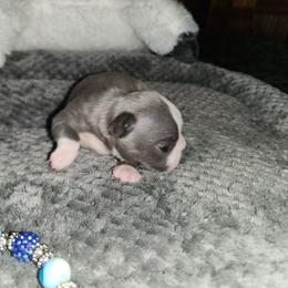 Ryder - Blue male French Bulldog puppy in Camden, Michigan from Valley of the Blue Dogs