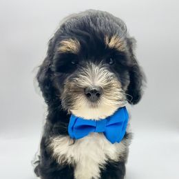 Hulk - Tri-color male Bernedoodle puppy in Thornville, Ohio from Four Front Doodles & Friends