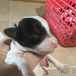 Bud-Blue collar - Parti male Poodle puppy in Winter Haven, Florida from Herdez’s Poodles