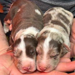 Aussiedoodle Puppies from Royal Paw Aussiedoodles