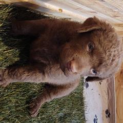 Chesapeake Bay Retriever Puppies from Colorado River Retrievers
