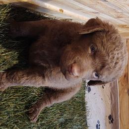 Chesapeake Bay Retriever Puppies from Colorado River Retrievers