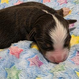 Boy 5 - male Miniature Australian Shepherd puppy in Spirit Lake, Idaho from Gemstone Ridge Mini Aussies