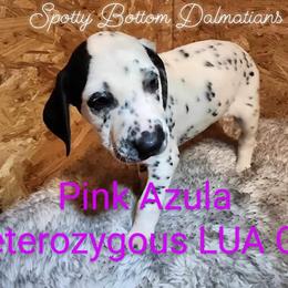 Dalmatian Puppies from Spotty Bottom Dalmatians