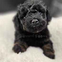 Black Phantom Boy, Djoser - Phantom male Poodle puppy in Coolidge, Arizona from Effervescent-Pooches