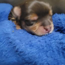 Waffles - Chocolate and tan male Yorkshire Terrier puppy in Jacksonville, Florida from Lisa's Yorkshire Terriers