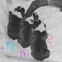 Male 2 - Brindle and white male Boston Terrier puppy in Shell Knob, Missouri from Stoneridge Kennel