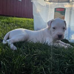 Sneezy - White male Dogo Argentino puppy in Bear River City, Utah from Valkka Kennels