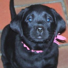 Labrador Retrievers from Sunshine Labradors
