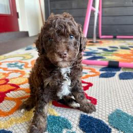 Cinnamon - Phantom female Goldendoodle puppy in Brooksville, Florida from Spring Prairie Doodles