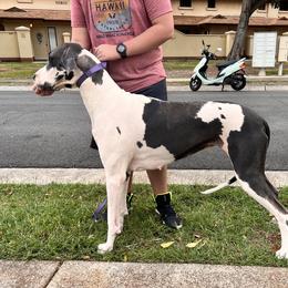Nova - Great Dane