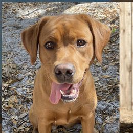 Poppy - Labrador Retriever