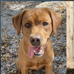 Poppy - Labrador Retriever