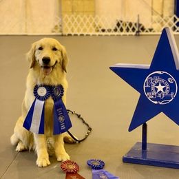 Bolo - Golden Retriever