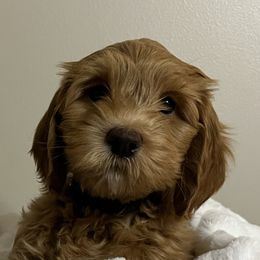 Boy 4 - Red Australian Cobberdog puppy in Grand Rapids, Michigan from Joreese Australian Cobberdogs