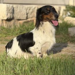 Precious - Dachshund