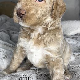 Bernedoodle and Poodle Puppies from Connie Wilkinsom
