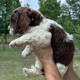 Girl 1 - Liver and white female Springerdoodle puppy in Reddick, Florida from Cooper’s Mini Doodles