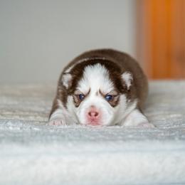 Romeo - Red and white male Pomsky puppy in San Mateo, California from The Pomsky Garden