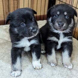 Lapponian Herder Puppies from Maalattu Koirankoppi Lapponian Herders