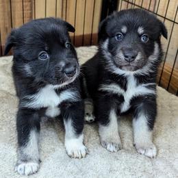 Lapponian Herder Puppies from Maalattu Koirankoppi Lapponian Herders
