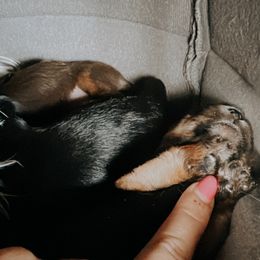 Girl 1 - Yorkshire Terrier puppy in Waianae, Hawaii from Makanalani Yorkies and Iggys
